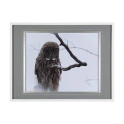 Owl Gray Wall Art